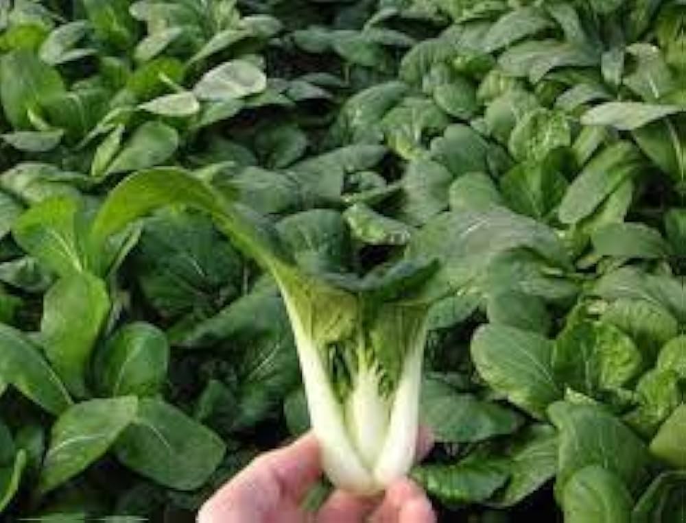 canton bok flower seeds