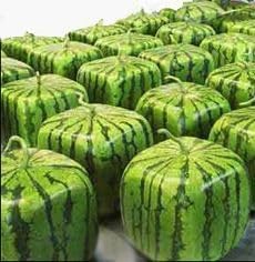 Square Watermelon Fruit Seeds for Planting - Heirloom & Non-GMO Seeds for Planting