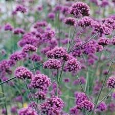 verbena bonariensis flower seeds