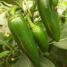 Jalapeño Pepper Seeds for Planting