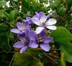 lignum flower flower seeds