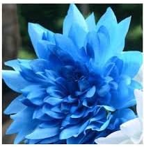 Flower Seeds, Seeds for Planting, Plant Seeds