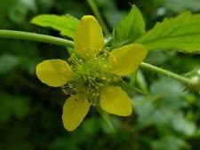 yellow moist flower seeds