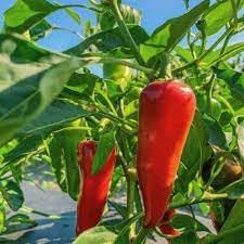 Vegetable Seeds, Seeds for Planting, Plant Seeds