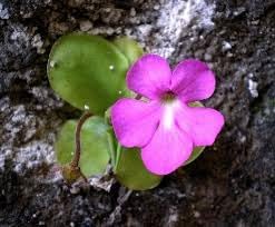 Flower Seeds, Seeds for Planting, Plant Seeds