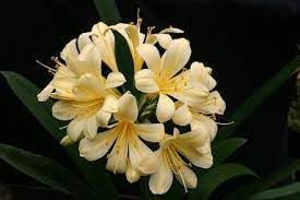 Flower Seeds, Seeds for Planting, Plant Seeds