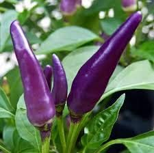 Chili Blue Pepper Seeds
