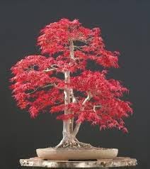 heirloom maple flower seeds