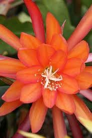 Flower Seeds, Seeds for Planting, Plant Seeds