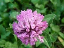 clover flower flower seeds