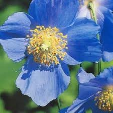 meconopsis flower flower seeds