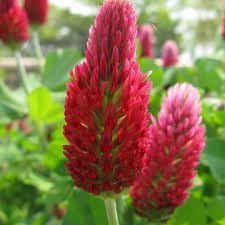 heirloom non flower seeds