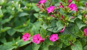 Flower Seeds, Seeds for Planting, Plant Seeds