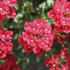 Flower Seeds, Seeds for Planting, Plant Seeds