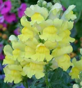 Flower Seeds, Seeds for Planting, Plant Seeds