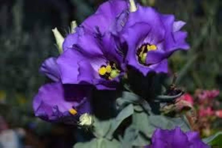 Lavendel Mini Violet Blomsterfrø til udplantning - 100 stk