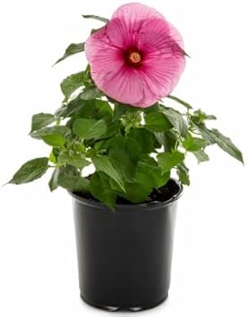 Flower Seeds, Seeds for Planting, Plant Seeds