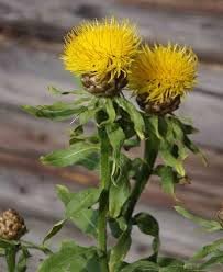 Flower Seeds, Seeds for Planting, Plant Seeds