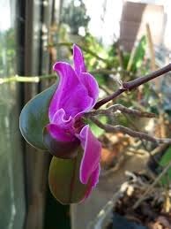 keiki orchids flower seeds