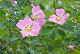 rosa canina flower seeds