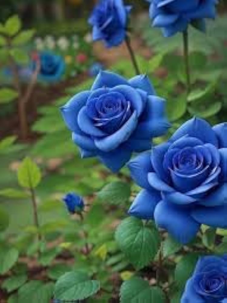 blue rose flower seeds