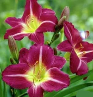 violet heirloom flower seeds