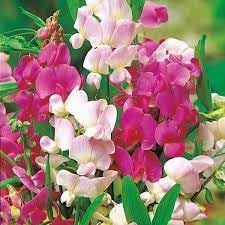 heirloom pea flower seeds