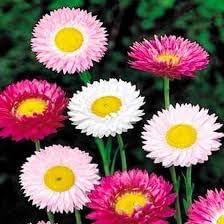 paper flower flower seeds