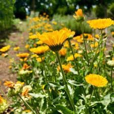 resina calendula flower seeds