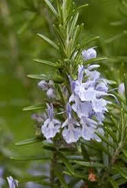 Rosemary Vegetable Seeds for Planting | Heirloom, Non-GMO, High Germination Organic Garden Seeds