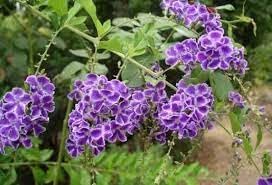 duranta erecta flower seeds