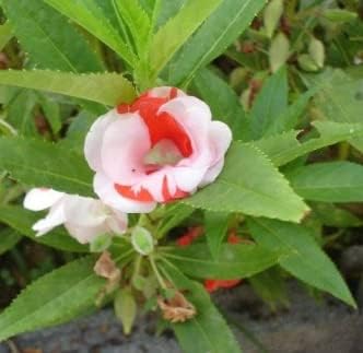 Flower Seeds, Seeds for Planting, Plant Seeds