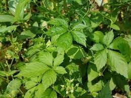 Flower Seeds, Seeds for Planting, Plant Seeds