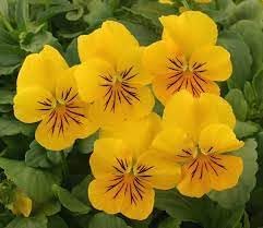 Flower Seeds, Seeds for Planting, Plant Seeds