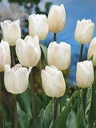 Flower Seeds, Seeds for Planting, Plant Seeds