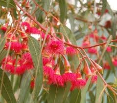 Flower Seeds, Seeds for Planting, Plant Seeds