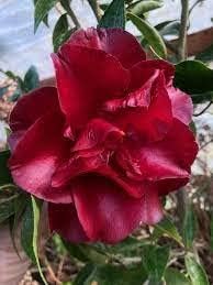 burgundy camellia flower seeds