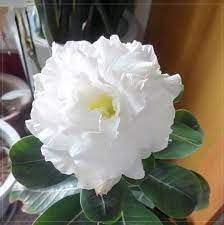 heirloom adenium flower seeds