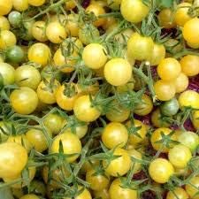 Big Tomato Vegetable Seeds for Planting