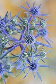 eryngium plant flower seeds