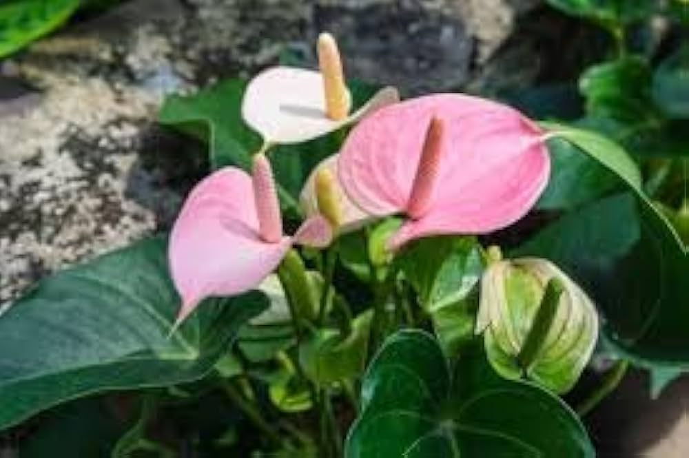 Lyserød Anthurium Flerårige blomsterfrø til udplantning 100 stk