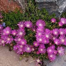 Flower Seeds, Seeds for Planting, Plant Seeds