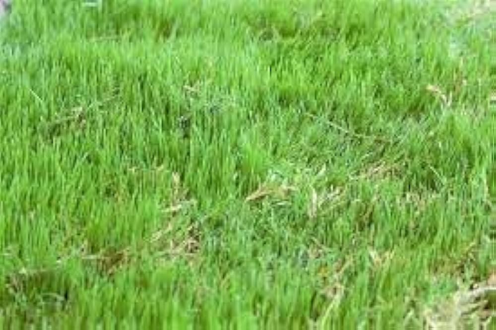 broomsedge grass flower seeds