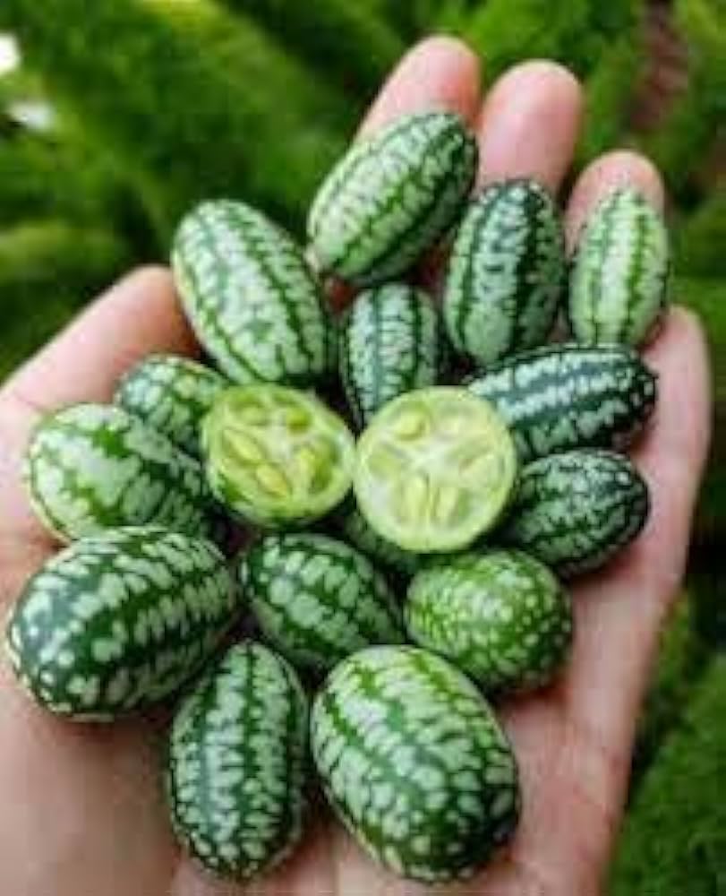 mini pepquino flower seeds