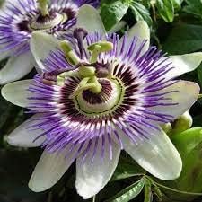 heirloom non flower seeds