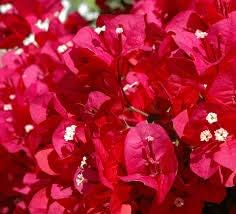 Flower Seeds, Seeds for Planting, Plant Seeds