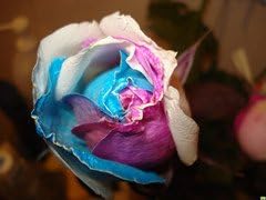 gold rose flower seeds