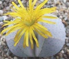 heirloom non flower seeds