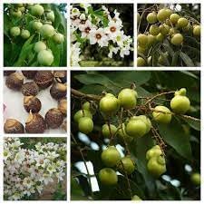 Friuits seeds,Seeds For Planting,Plant Seeds