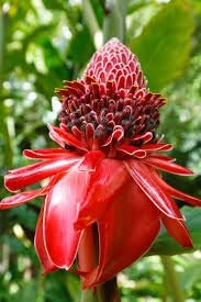 ginger etlingera flower seeds, Ginger Seeds